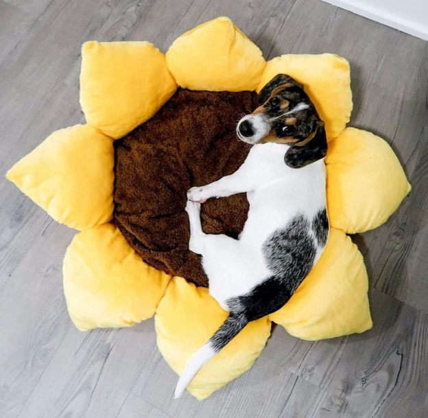 Soft Plush Small Cute and Cozy Nature Dog Cat Bed, Washer and Dryer Friendly (Sunflower)