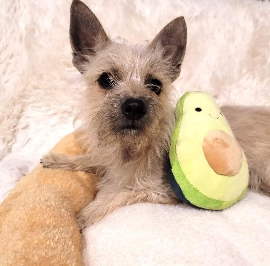 Soft Plush Small Cute and Cozy Food Dog Cat Bed, Washer and Dryer Friendly (Avocado Toast)