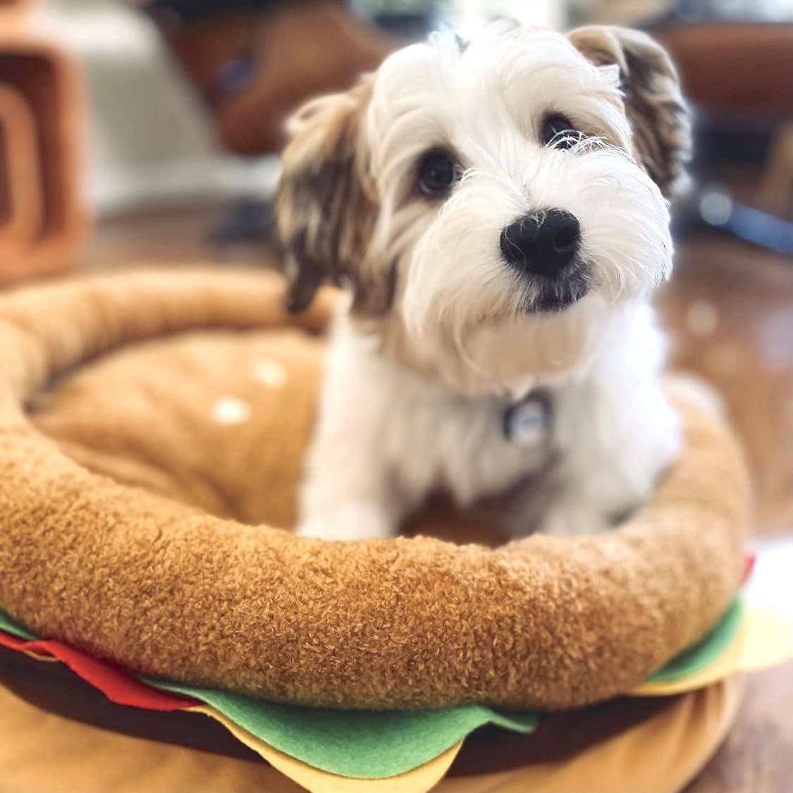 Soft Plush Small Cute and Cozy Food Dog Cat Bed, Washer and Dryer Friendly (Burger)
