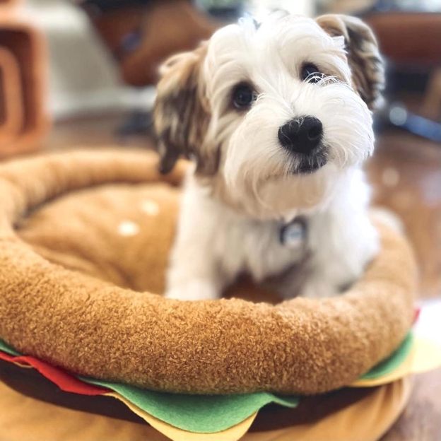Soft Plush Small Cute and Cozy Food Dog Cat Bed, Washer and Dryer Friendly (Burger)