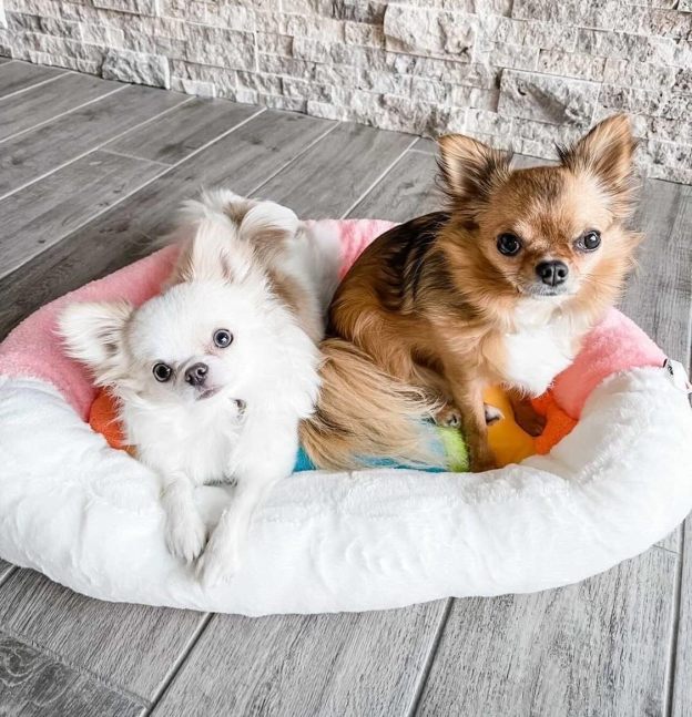 Soft Plush Small Cute and Cozy Nature Dog Cat Bed, Washer and Dryer Friendly (Rainbow)