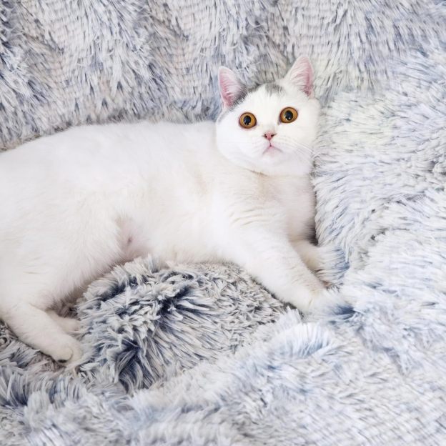 Warm Fluffy Plush Cat Dog Tunnel Bed with Washable Cushion-Big Tube Playground Toys 3 FT Diameter Longer Crinkle Collapsible 3 Way, for Indoor Cat Kitty Kitten Puppy Rabbit Ferret Blue