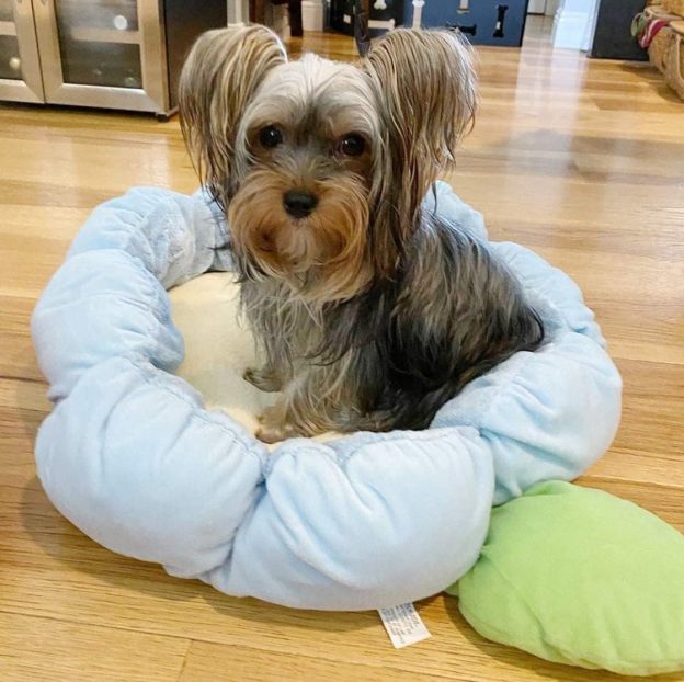 Soft Plush Small Cute and Cozy Nature Dog Cat Bed, Washer and Dryer Friendly (Blue Flower)