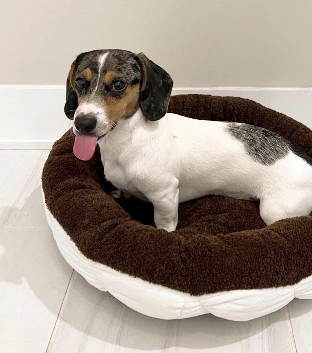 Soft Plush Small Cute and Cozy Food Dog Cat Bed, Washer and Dryer Friendly (Cookies and Cream)