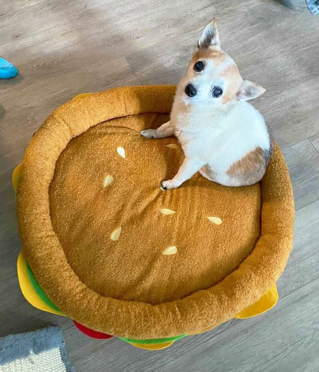 Soft Plush Small Cute and Cozy Food Dog Cat Bed, Washer and Dryer Friendly (Burger)