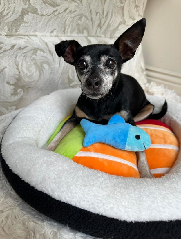 Soft Plush Small Cute and Cozy Food Dog Cat Bed, Washer and Dryer Friendly (Sushi Roll)