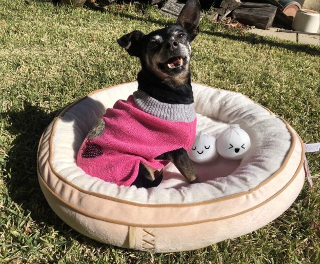 Soft Plush Small Cute and Cozy Food Dog Cat Bed, Washer and Dryer Friendly (Dim Sum)