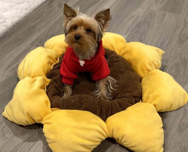 Soft Plush Small Cute and Cozy Nature Dog Cat Bed, Washer and Dryer Friendly (Sunflower)