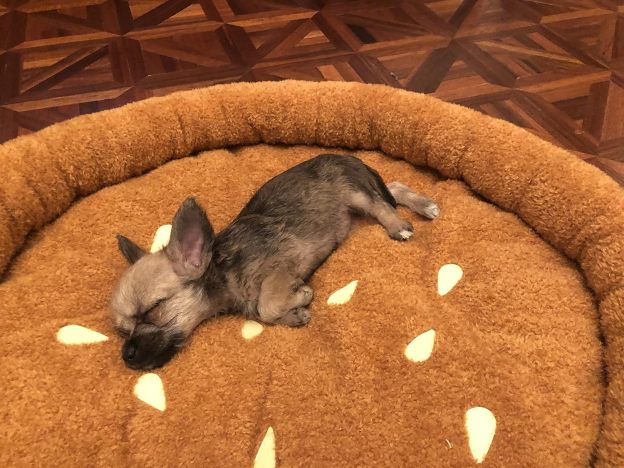 Soft Plush Small Cute and Cozy Food Dog Cat Bed, Washer and Dryer Friendly (Burger)