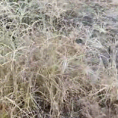 0b34021b8cd105579ba8bc10b445539e.gif