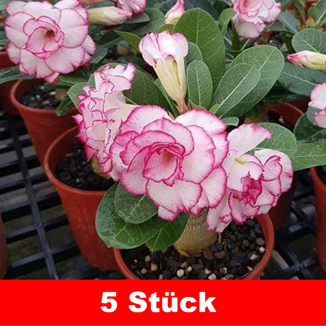 Desert Rose Bulb Flower – "Just Water to Thrive for 100 Years