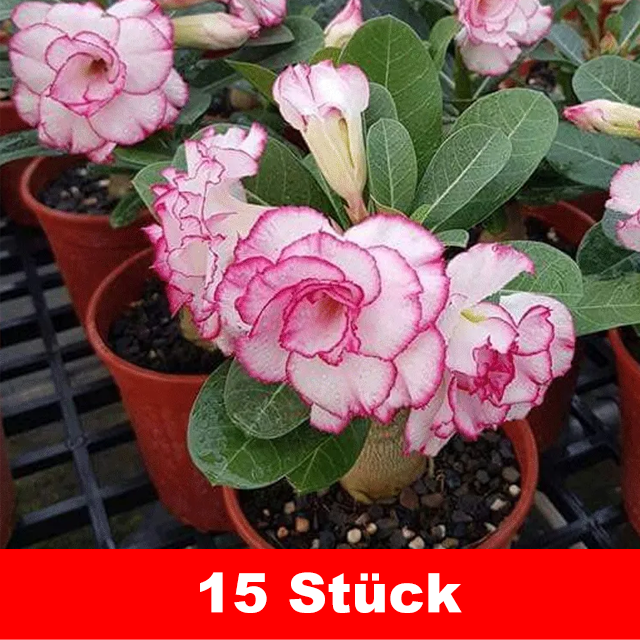 Desert Rose Bulb Flower – "Just Water to Thrive for 100 Years