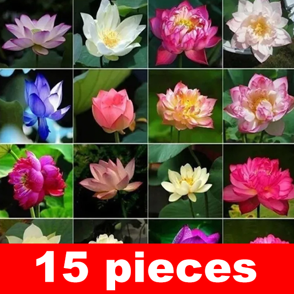 Premium Colorful Water Lily Seeds – Guaranteed to Sprout