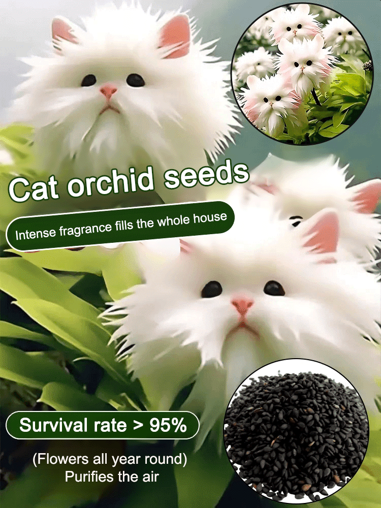 Mysterious & Cute Cat’s Eye Orchid Seeds