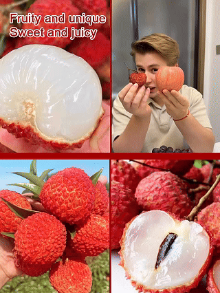 Selected lychee saplings！Frucht größer als Ei, dickes Fleisch! 99% Überlebensrate