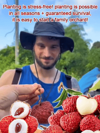 Selected lychee saplings！Frucht größer als Ei, dickes Fleisch! 99% Überlebensrate