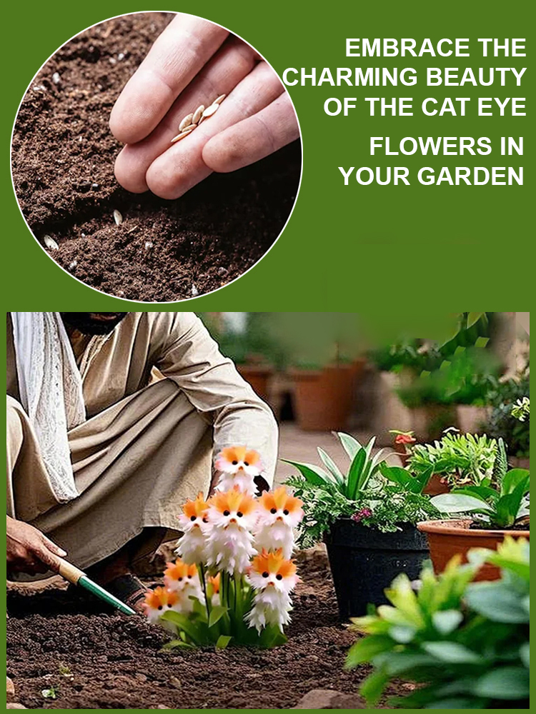 Mysterious & Cute Cat’s Eye Orchid Seeds
