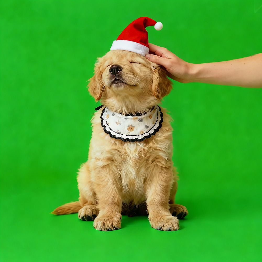 Christmas Pet Holographic Lumina Boxes High-Transmittance Holographic Material Image DIY Pet Holographic House