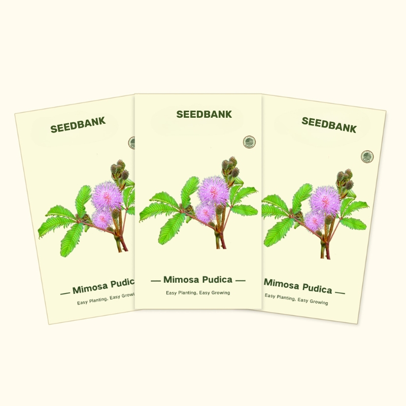 Touch Me Not Plant Seeds 3-Pack