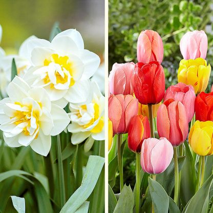 Tulip & Daffodil Spring Cottage Collection - 2 Flower Bulb Varieties