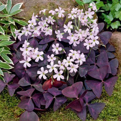 Oxalis Triangularis 'Purple Shamrocks' Plant Bulbs