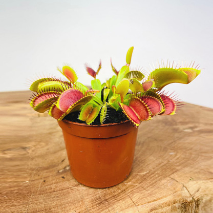 Carnivorous Plants 2-Pack - Venus Flytrap & Cape Sundew (Live Plant)