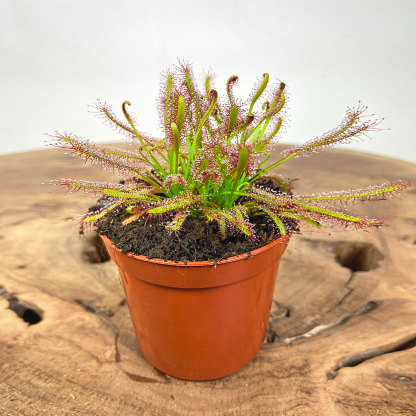 Carnivorous Plants 2-Pack - Venus Flytrap & Cape Sundew (Live Plant)