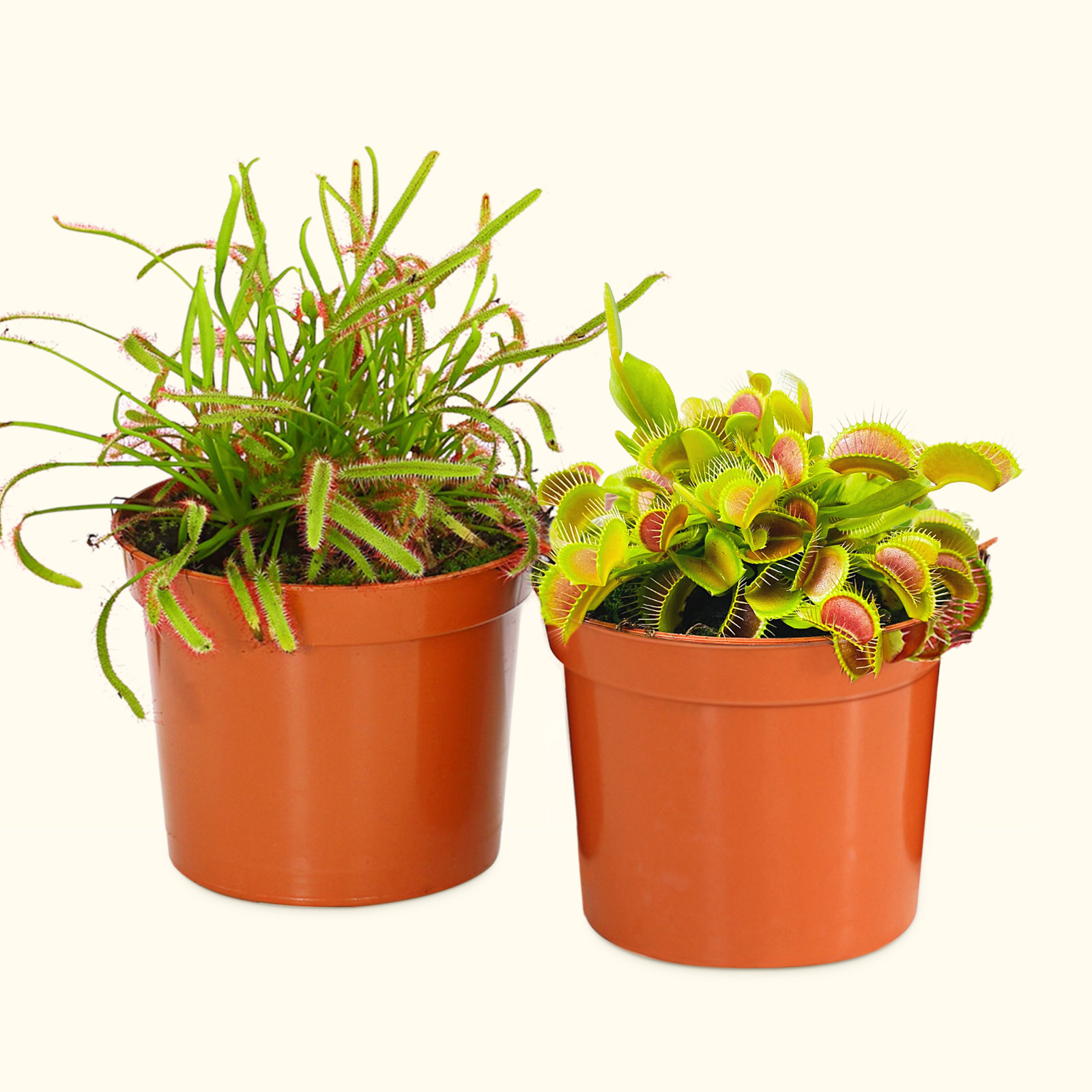 Shop Ornamental Plants