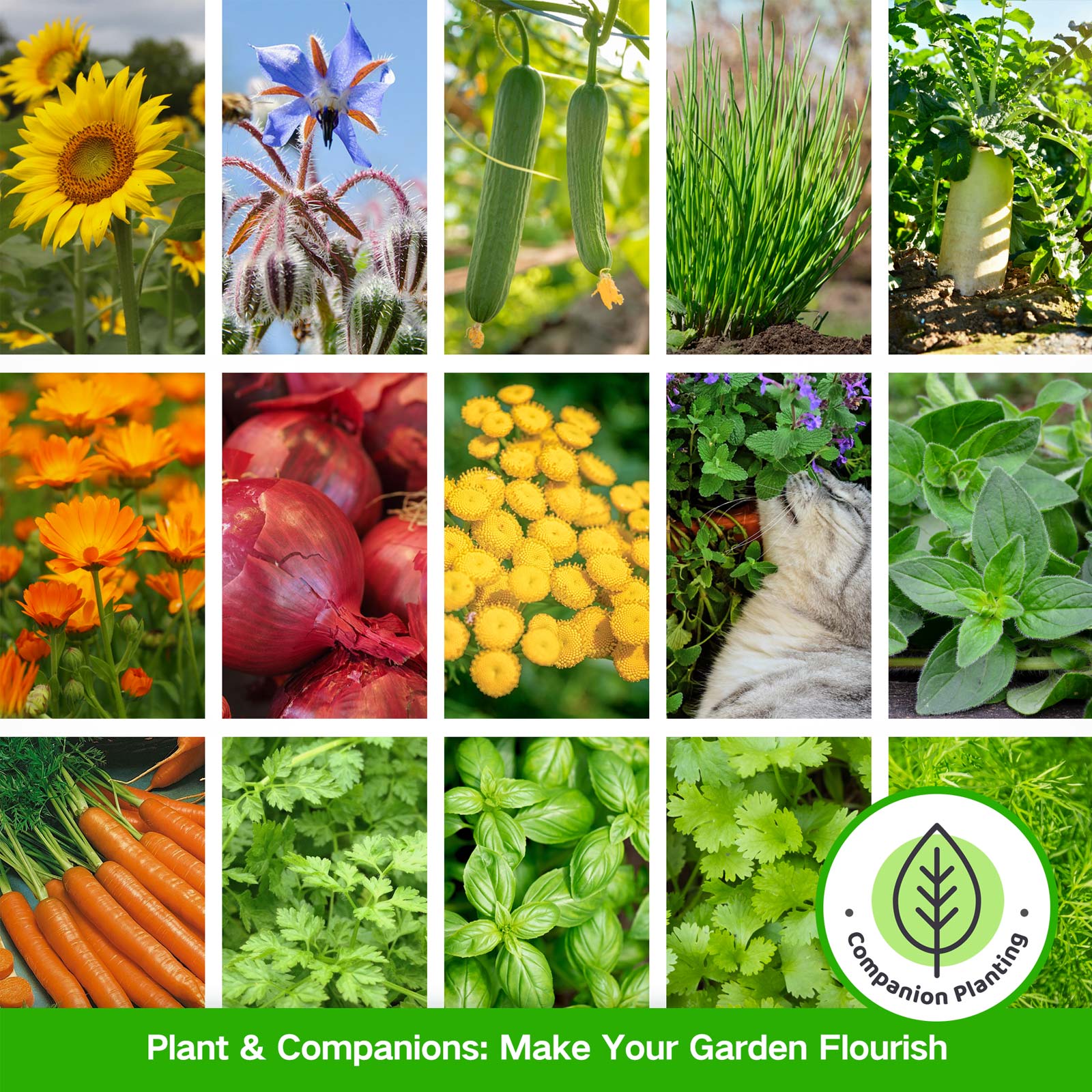 Full Companion Plants Seed Bank - 32 Organic Seed Varieties
