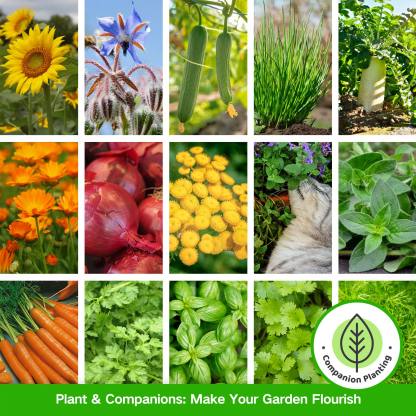 Full Companion Plants Seed Bank - 32 Organic Seed Varieties