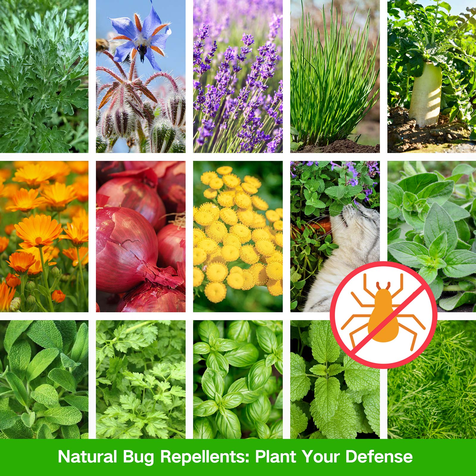 All-in-One Insect & Bug Repellent Seed Bank - 16 Organic Seed Varieties