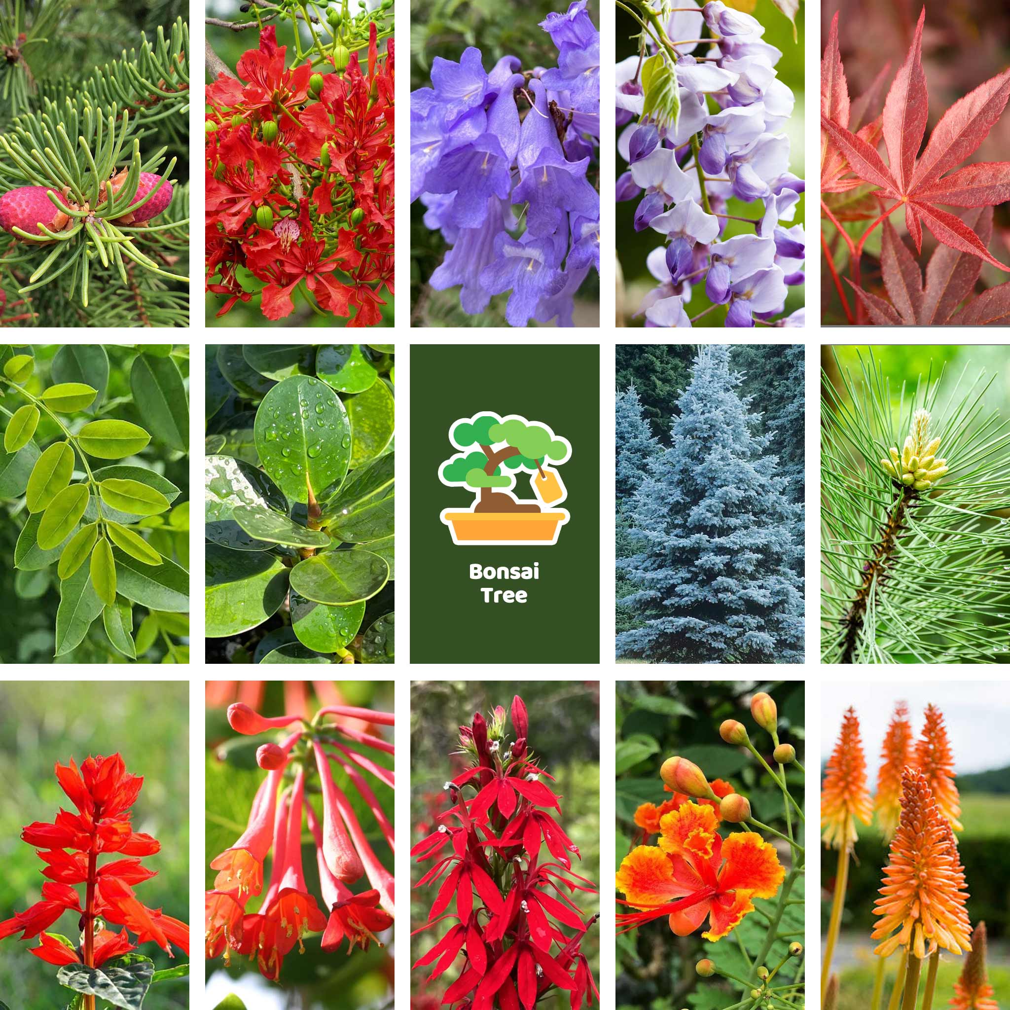 All-in-One Bonsai Tree Seed Bank - 16 Seed Varieties