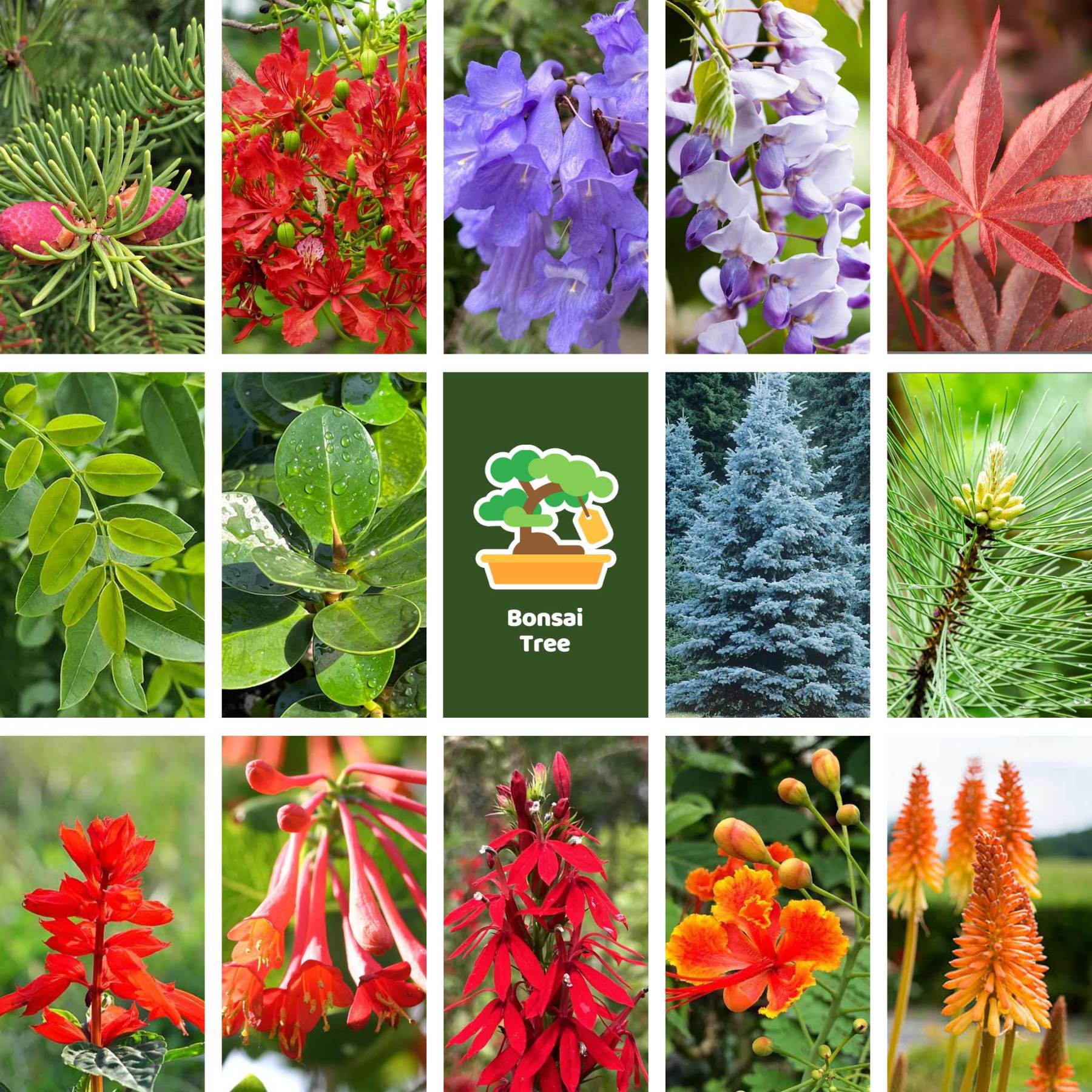 All-in-One Bonsai Tree Seed Bank - 16 Seed Varieties