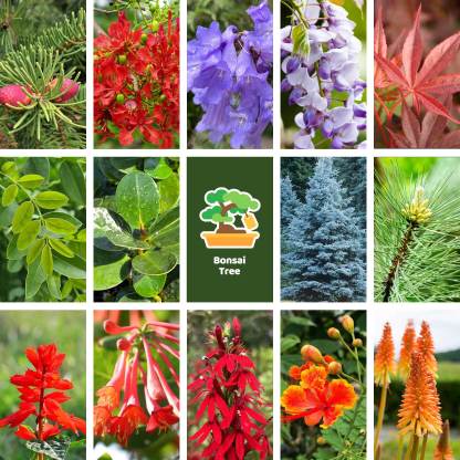 All-in-One Bonsai Tree Seed Bank - 16 Seed Varieties