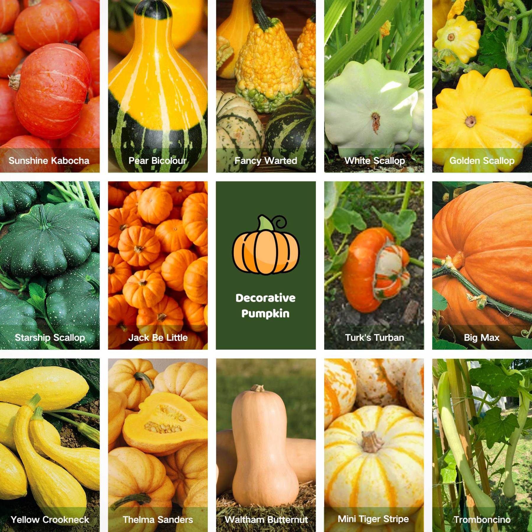 All-in-One Decorative Pumpkin Seed Bank - 16 Varieties