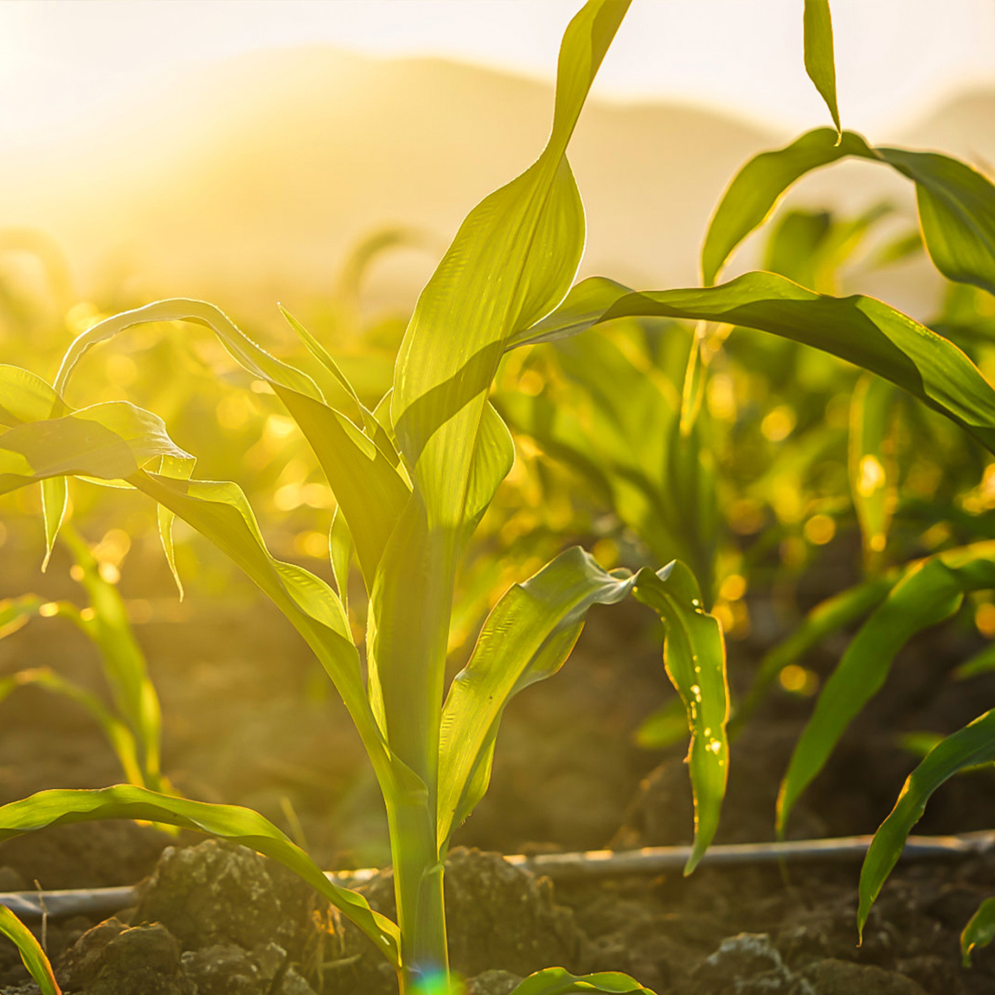 All-in-One Heat & Drought-Tolerant Seed Bank - 16 Organic Seed Varieties