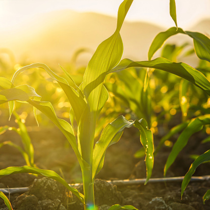 All-in-One Heat & Drought-Tolerant Seed Bank - 16 Organic Seed Varieties