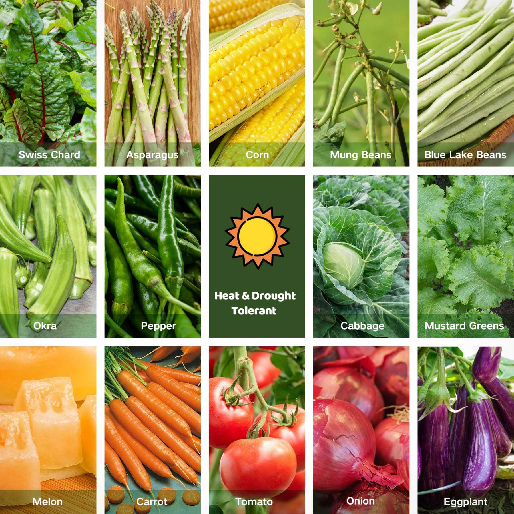 All-in-One Heat & Drought-Tolerant Seed Bank - 16 Organic Seed Varieties