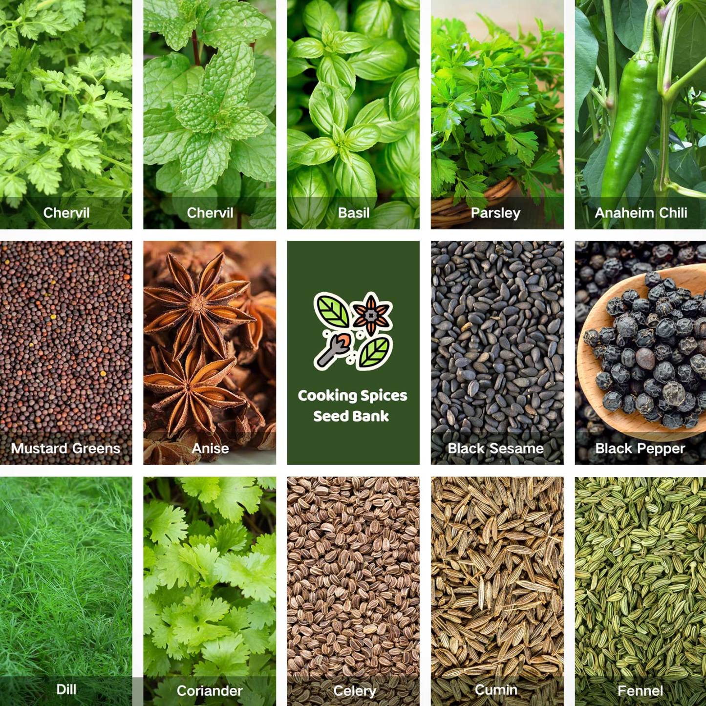 All-in-One Cooking Spices Seed Bank - 16 Organic Seed Varieties
