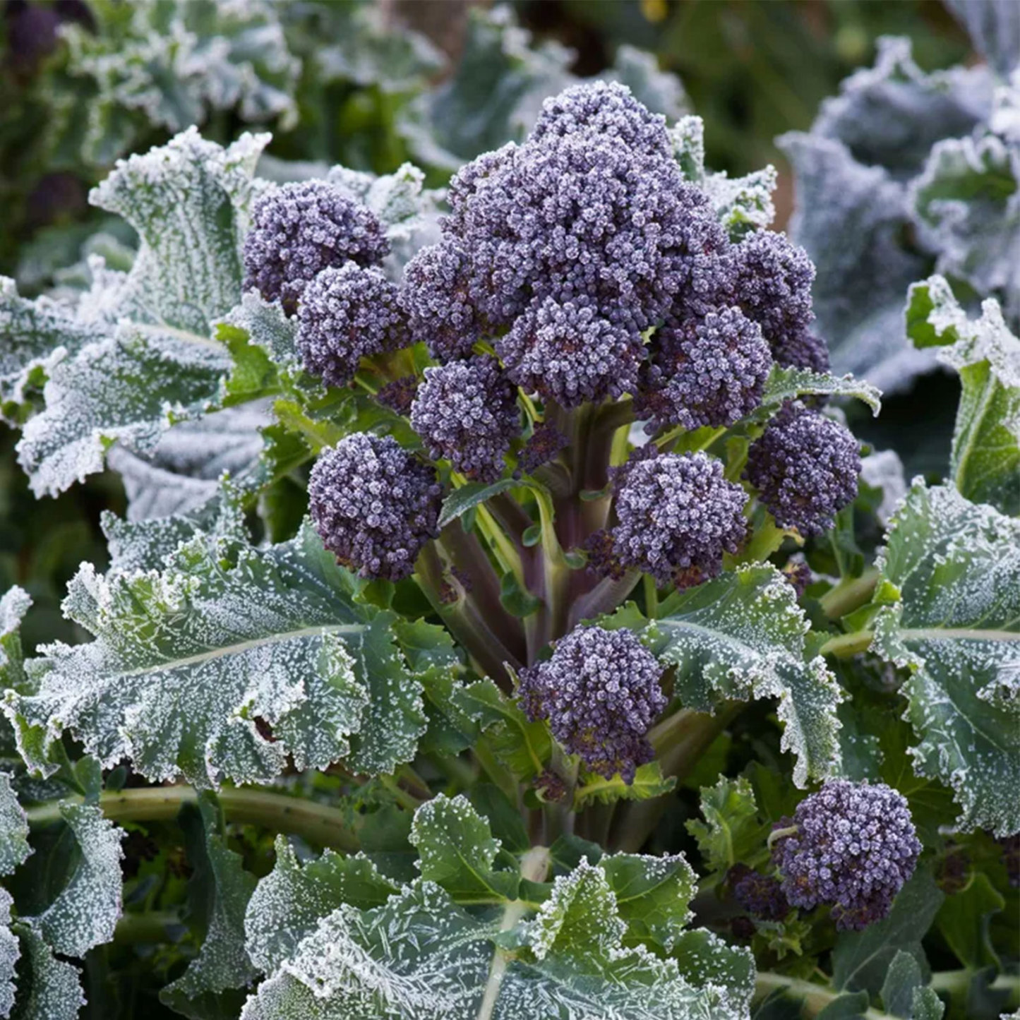 All-in-One Cold-Tolerant Seed Bank - 16 Organic Seed Varieties