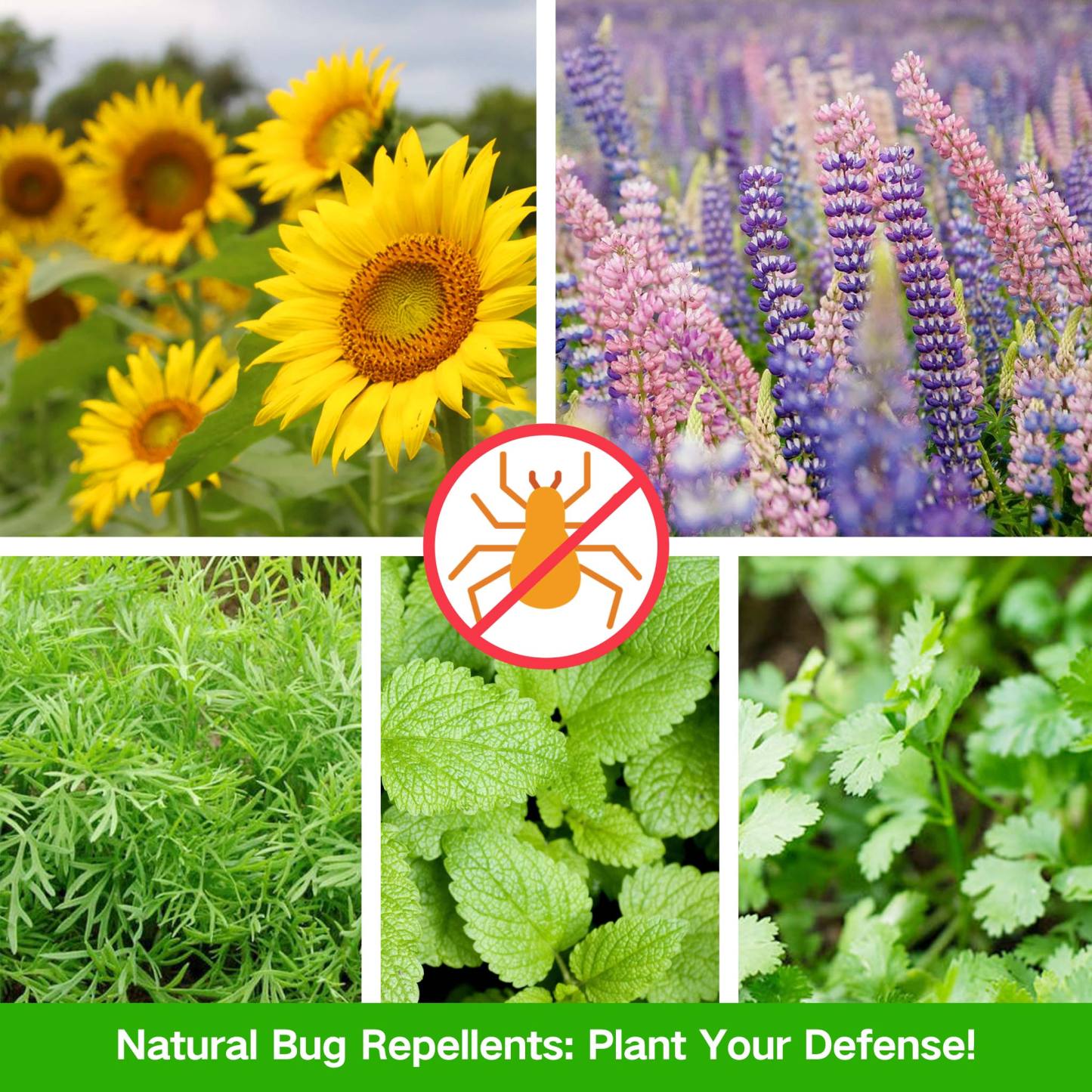 All-in-One Anti-Bug Companion Plant Seeds 5-Pack