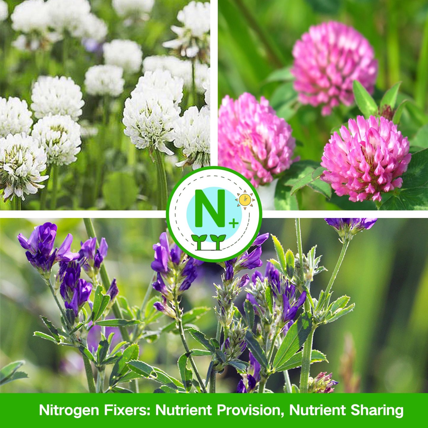 All-in-One Nutrient Companion Plant Seeds 5-Pack