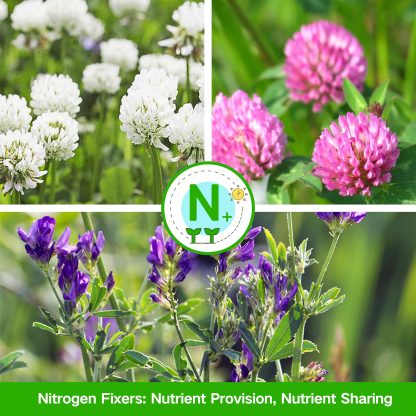 All-in-One Nutrient Companion Plant Seeds 5-Pack