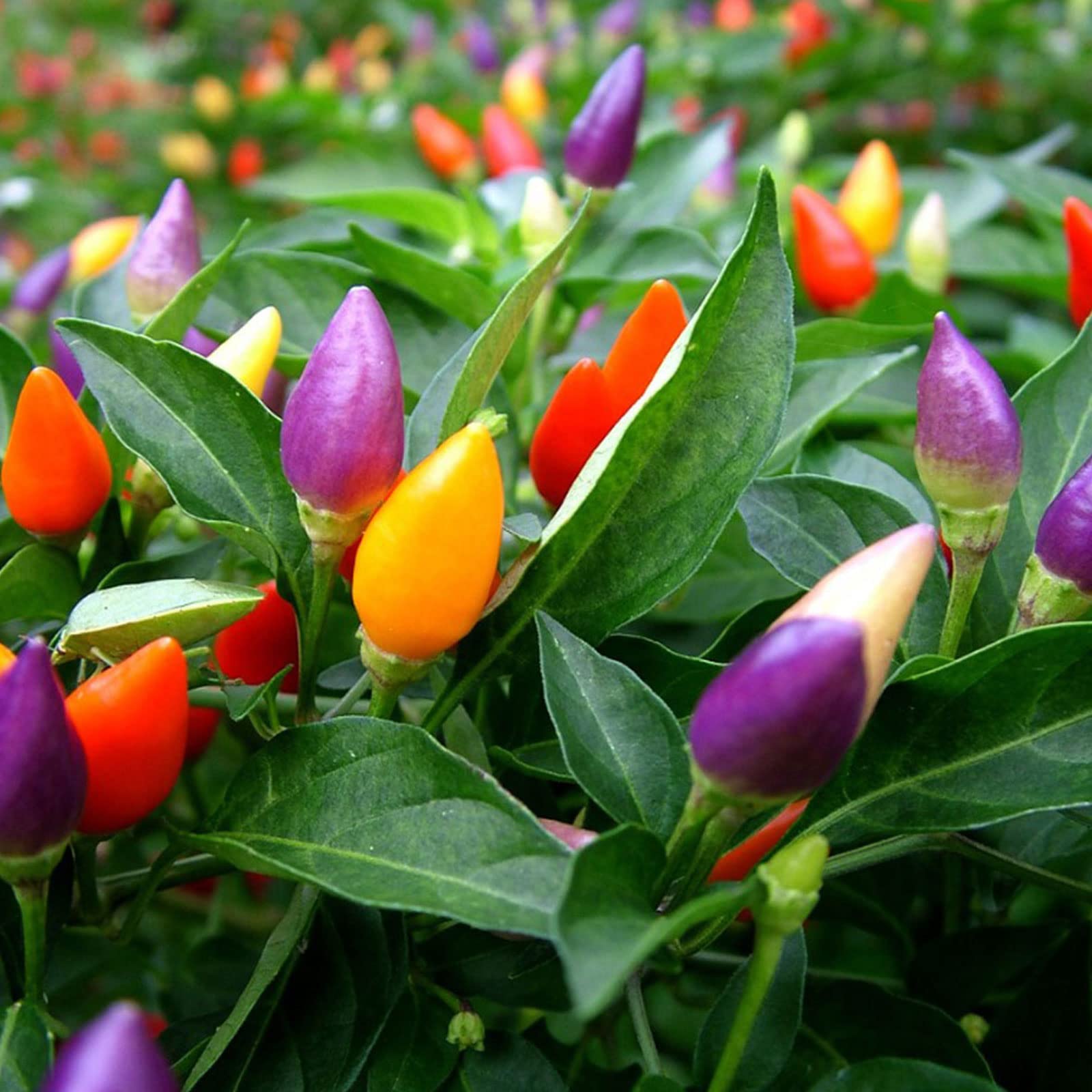 5-Color Pepper Plant Seeds 3-Pack