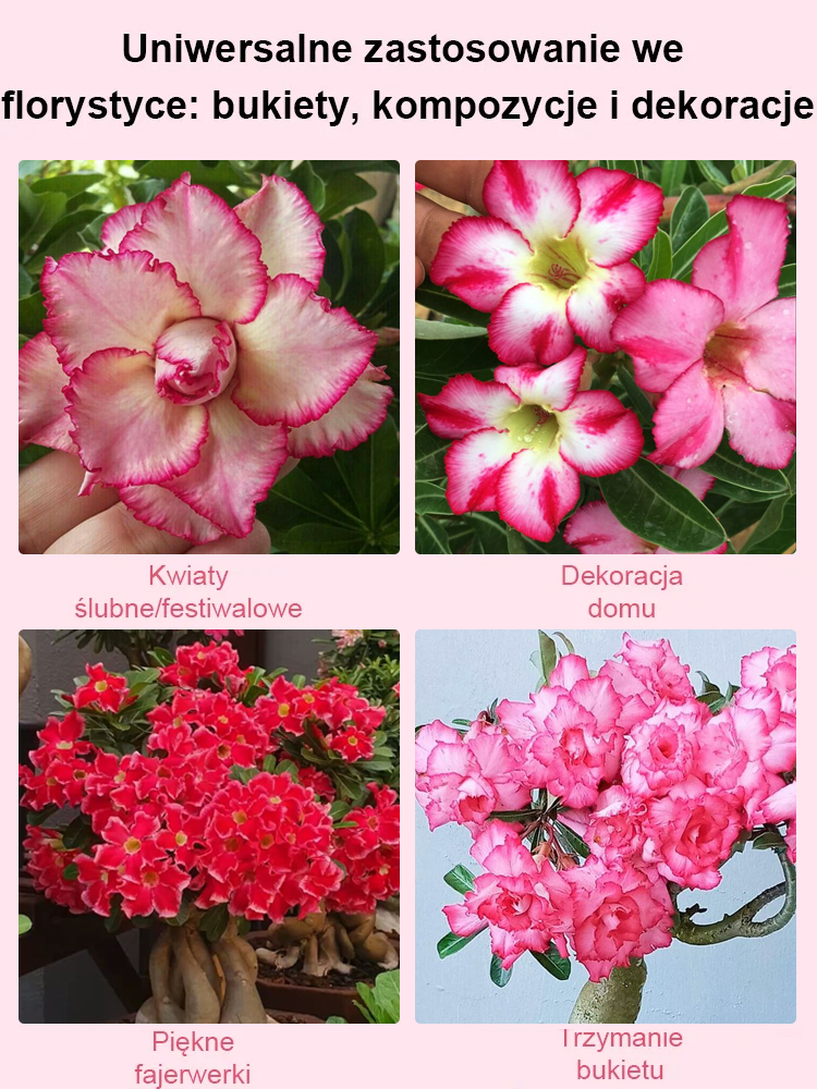 【Nie wyschnie, jeśli nie będziesz go podlewać przez dwa miesiące】Cebule róży pustynnej💐Będzie w stanie zakwitnąć w ciągu 25 dni i żyć przez sto lat.