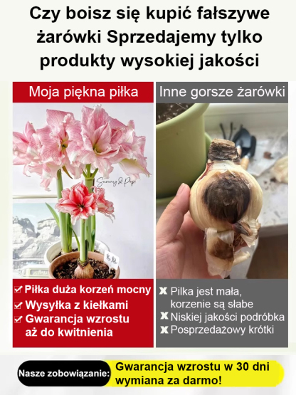 【Kiełkuje w 3 dni i kwitnie w 25 dni】Silnie pachnące, całoroczne, kwitnące cebule amarylisów✨✨✨Wyznaczony składnik głównych marek perfum