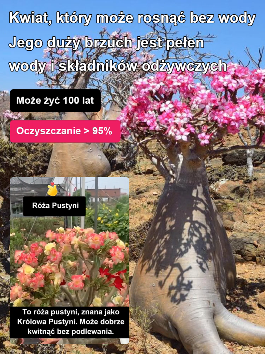 【Nie wyschnie, jeśli nie będziesz go podlewać przez dwa miesiące】Cebule róży pustynnej💐Będzie w stanie zakwitnąć w ciągu 25 dni i żyć przez sto lat.