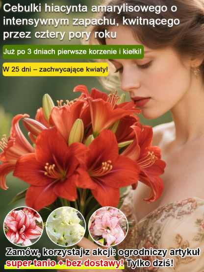 【kiełknie w 3 dni kwitnie w 25】Silnie pachnące, całoroczne, kwitnące cebule amarylisów✨Kwiaty większe niż pięść，podwójne ładniejsze niż róże