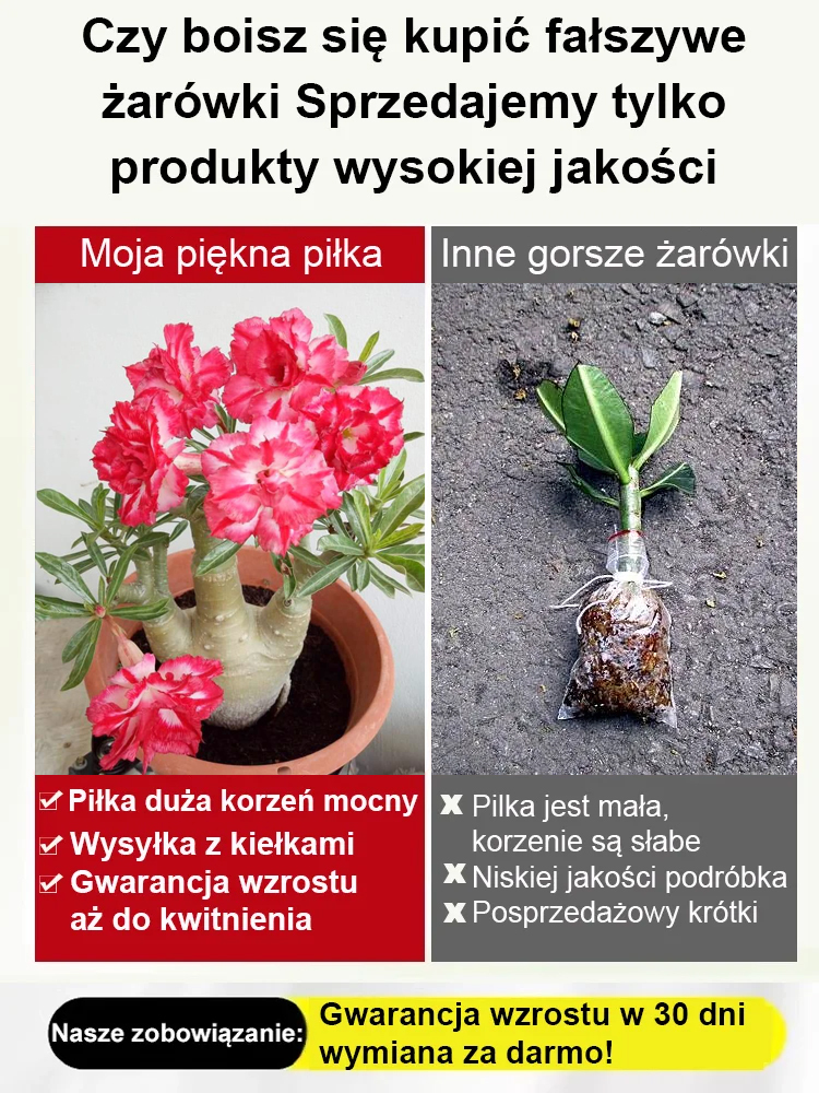 【Nie wyschnie, jeśli nie będziesz go podlewać przez dwa miesiące】Cebule róży pustynnej💐Będzie w stanie zakwitnąć w ciągu 25 dni i żyć przez sto lat.