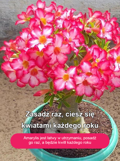 【Nie wyschnie, jeśli nie będziesz go podlewać przez dwa miesiące】Cebule róży pustynnej💐Będzie w stanie zakwitnąć w ciągu 25 dni i żyć przez sto lat.
